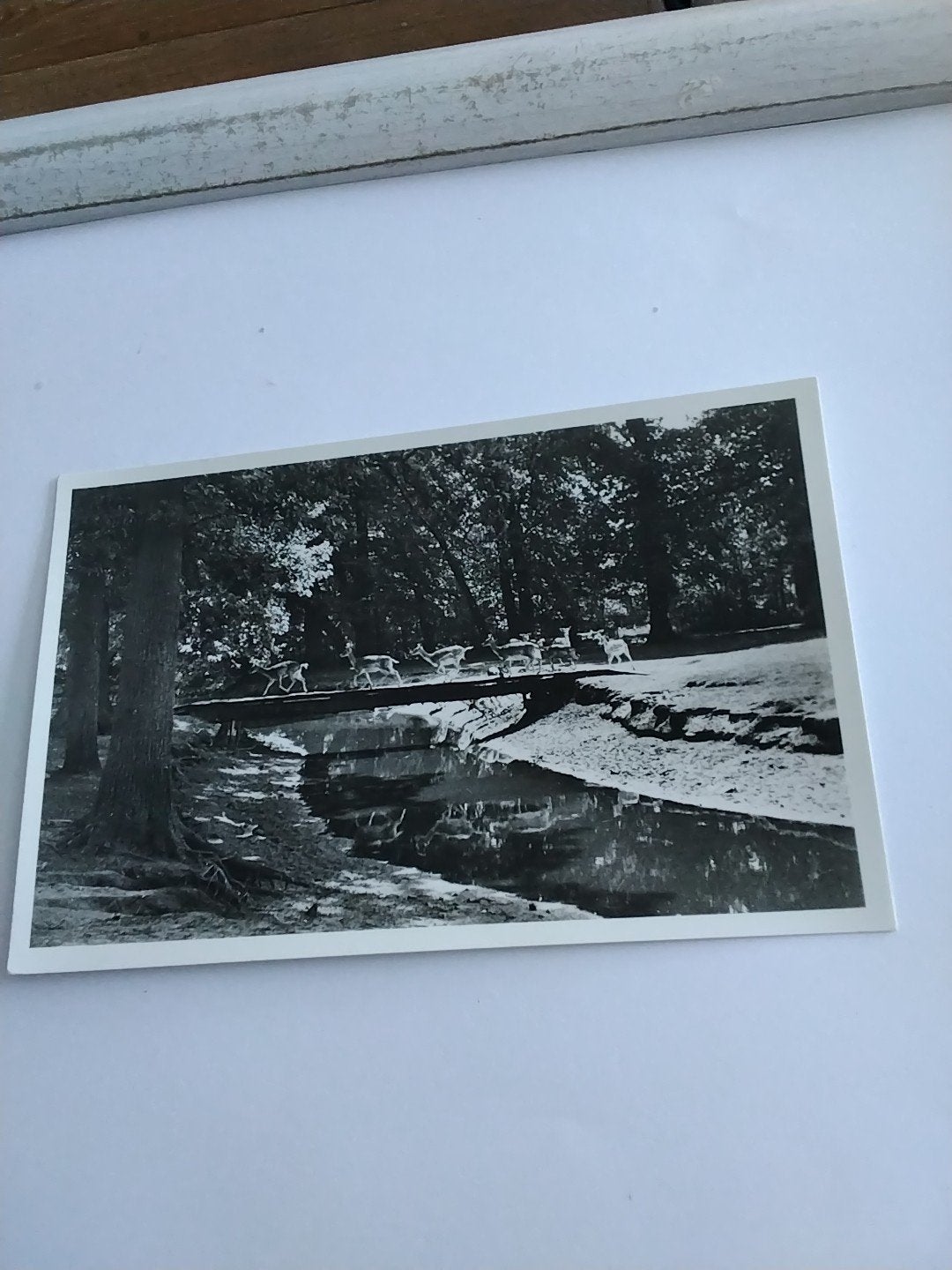 Oude foto Psych. Inrichting Voorburg Vught met herten, Verzamelen, Ansichtkaarten | Nederland, Ophalen of Verzenden, Zuid-Holland