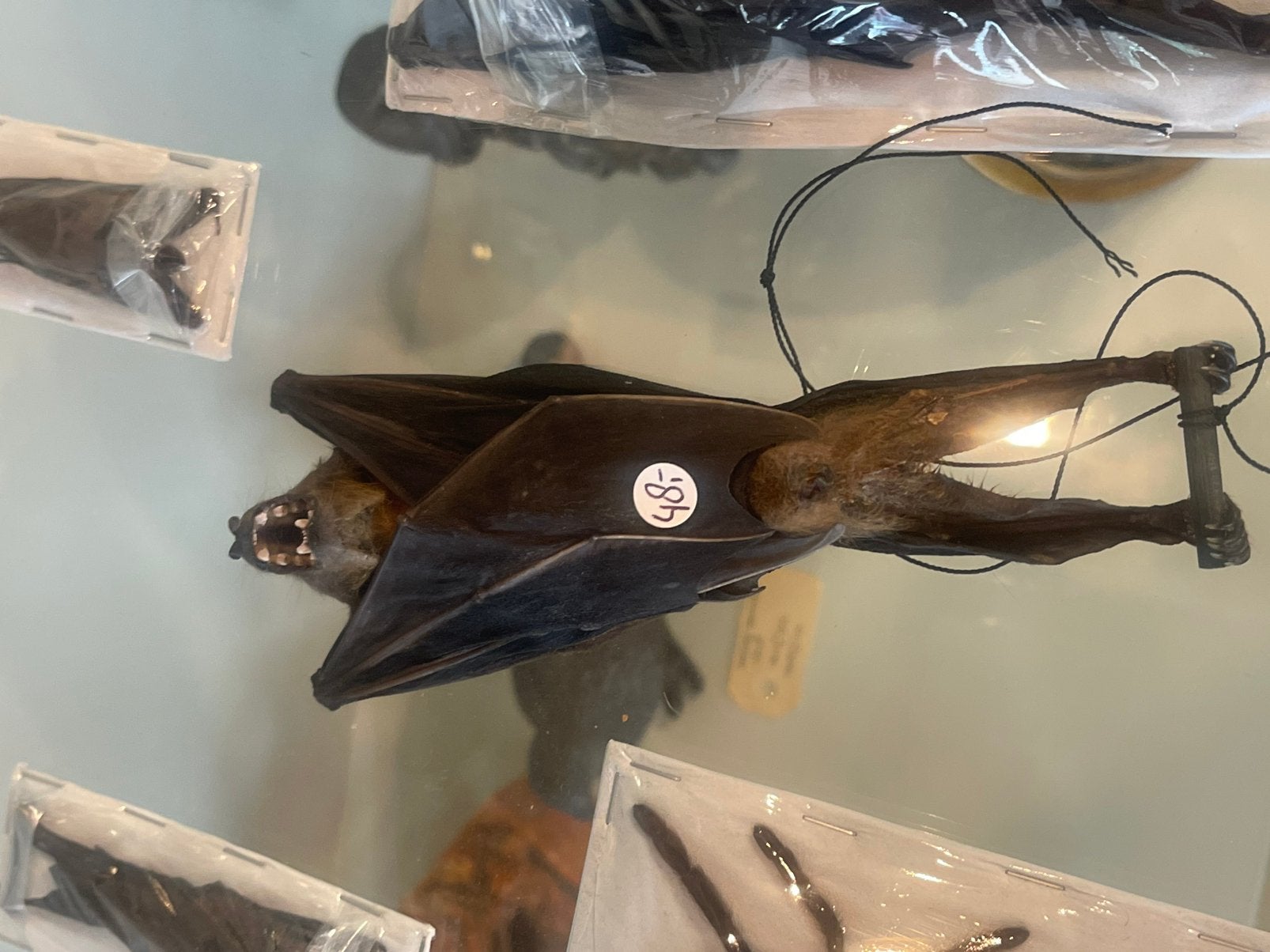 Opgezetten vleermuis, Verzamelen, Dierenverzamelingen, Ophalen of Verzenden, Beeldje of Figuurtje