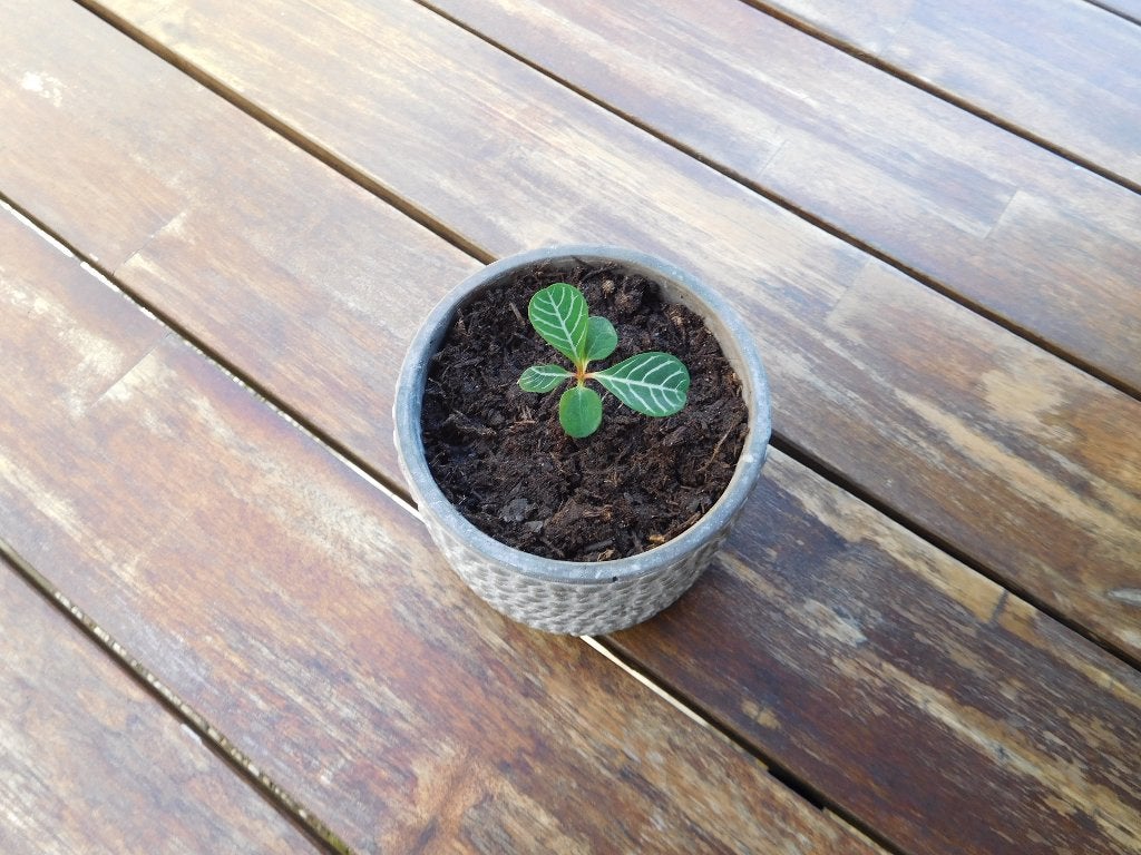 Stekje Madagascar Jewel in sierpot, Huis en Inrichting, Ophalen, Overige soorten, Halfschaduw, Minder dan 100 cm