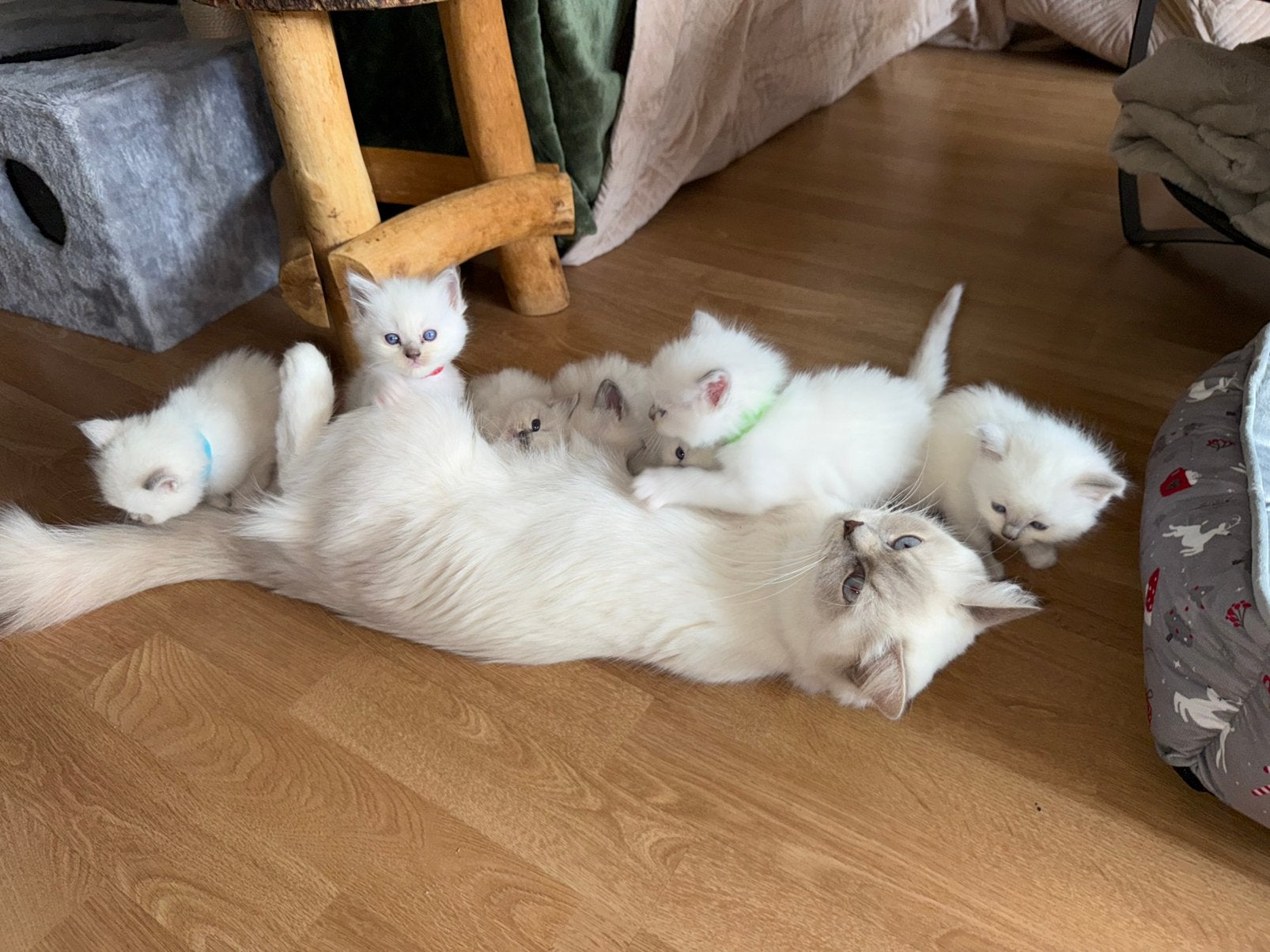 Ragdoll kittens! 4 poesjes/3 katertjes 🐾 🥰, Meerdere dieren