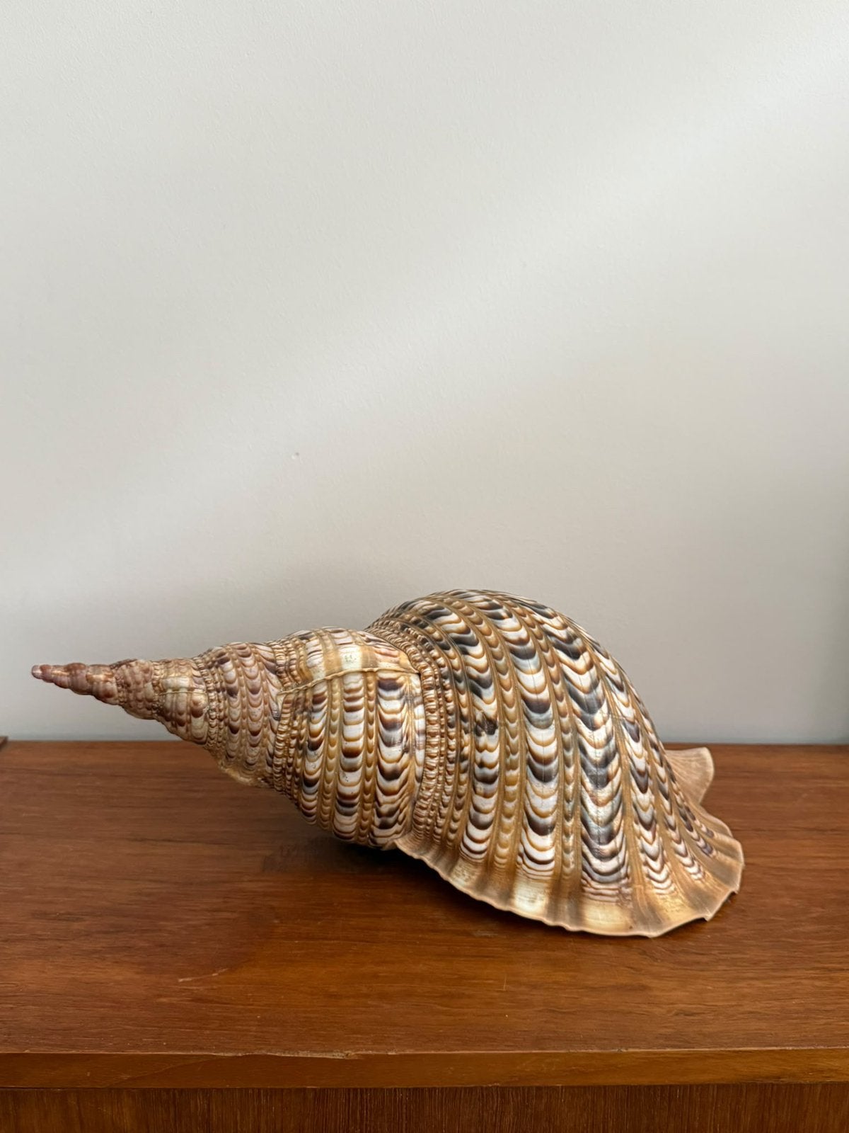 XL Triton Schelp, Ophalen of Verzenden, Zo goed als nieuw