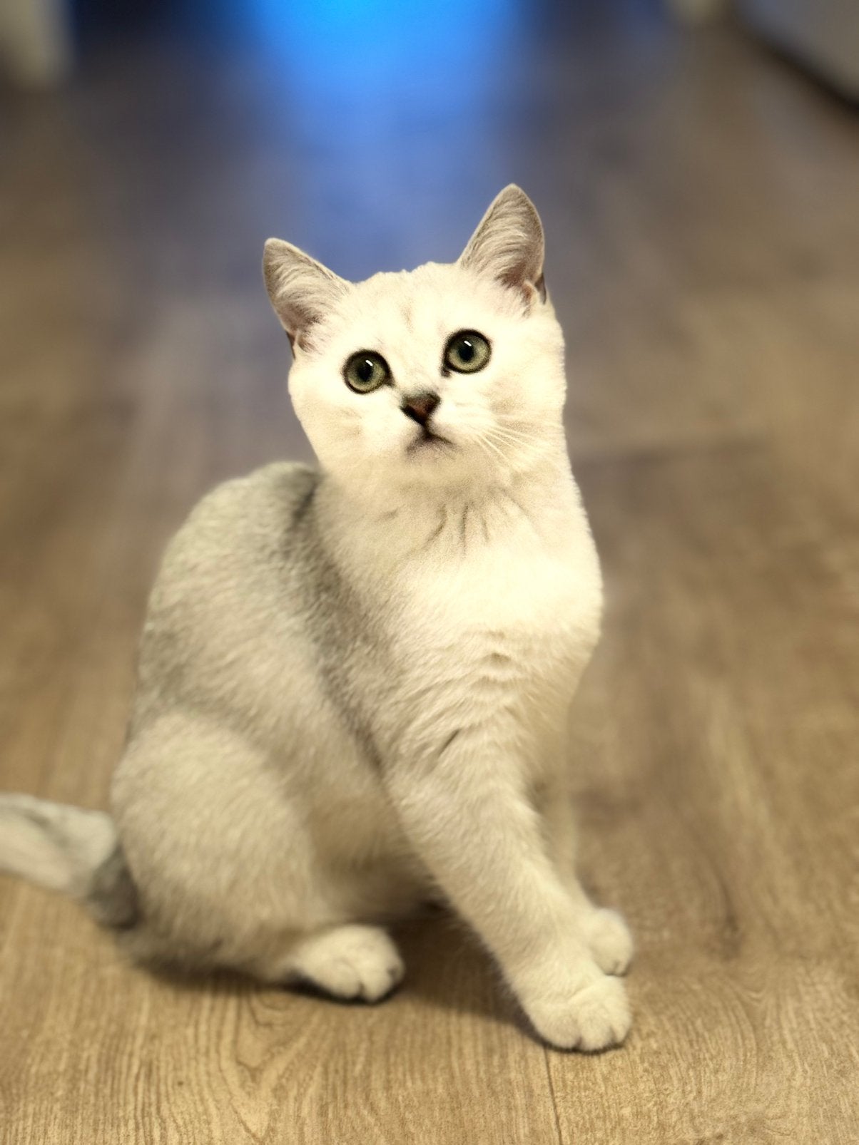 Raszuivere Britse Korthaar Silver Shaded |Moeder & Dochter, Dieren en Toebehoren, Katten en Kittens | Raskatten | Korthaar, Poes