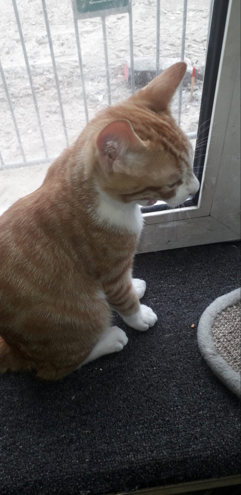 Bijna gratis kittens