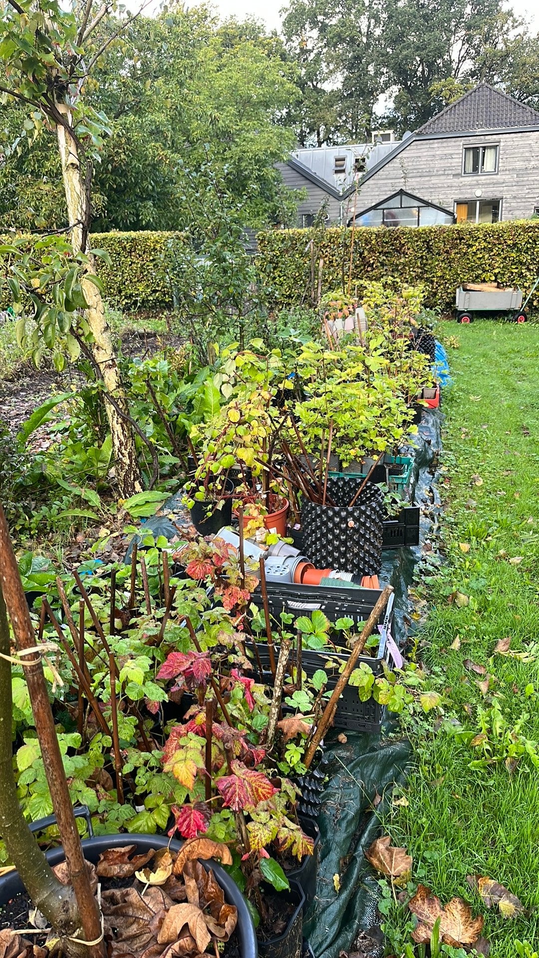 Div. Jostabes ribes vijg zwarte framboos, Ophalen, Volle zon