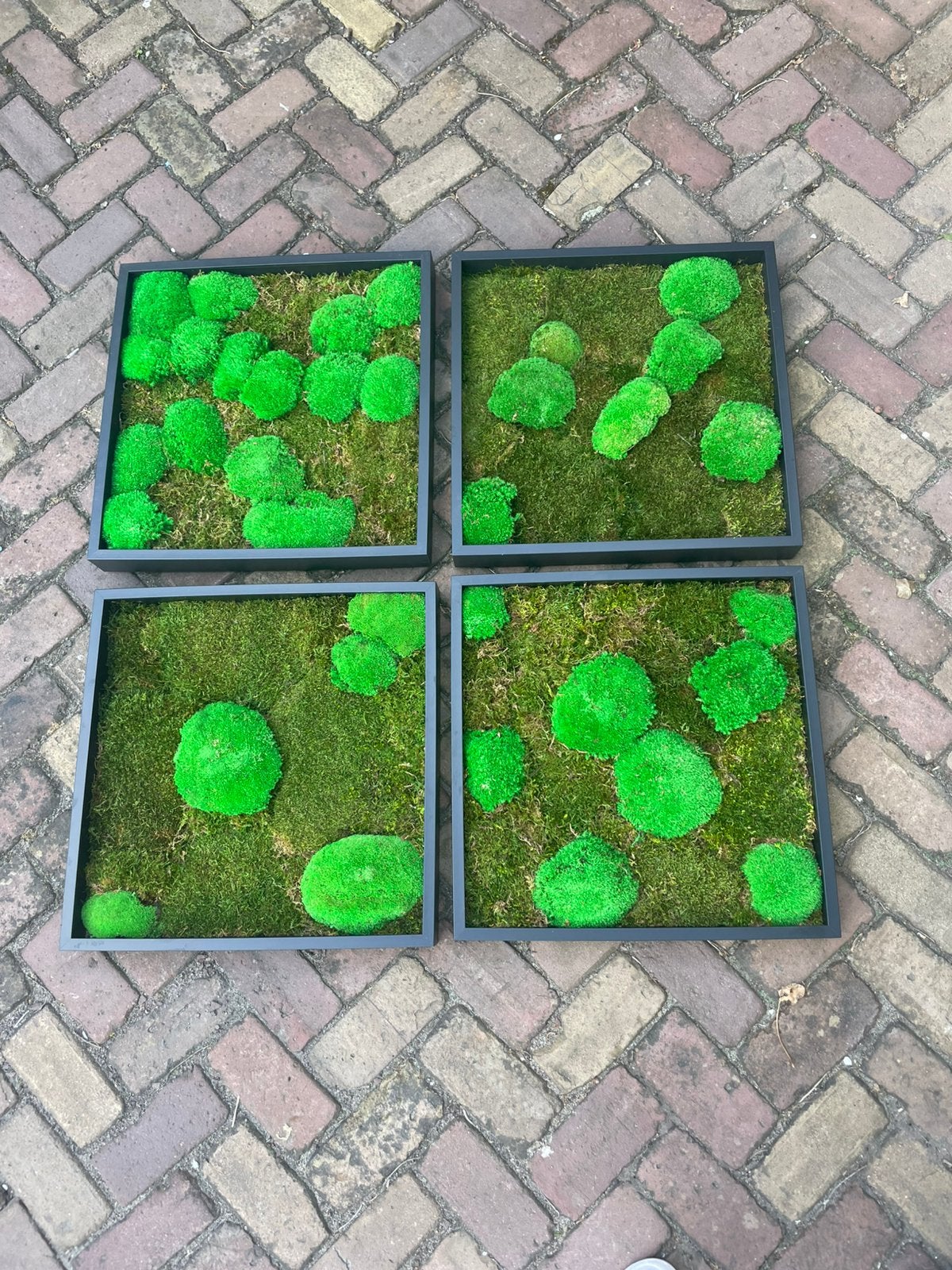 mos schilderij in zwarte lijst., Huis en Inrichting, Woonaccessoires | Wanddecoraties, Ophalen, Zo goed als nieuw