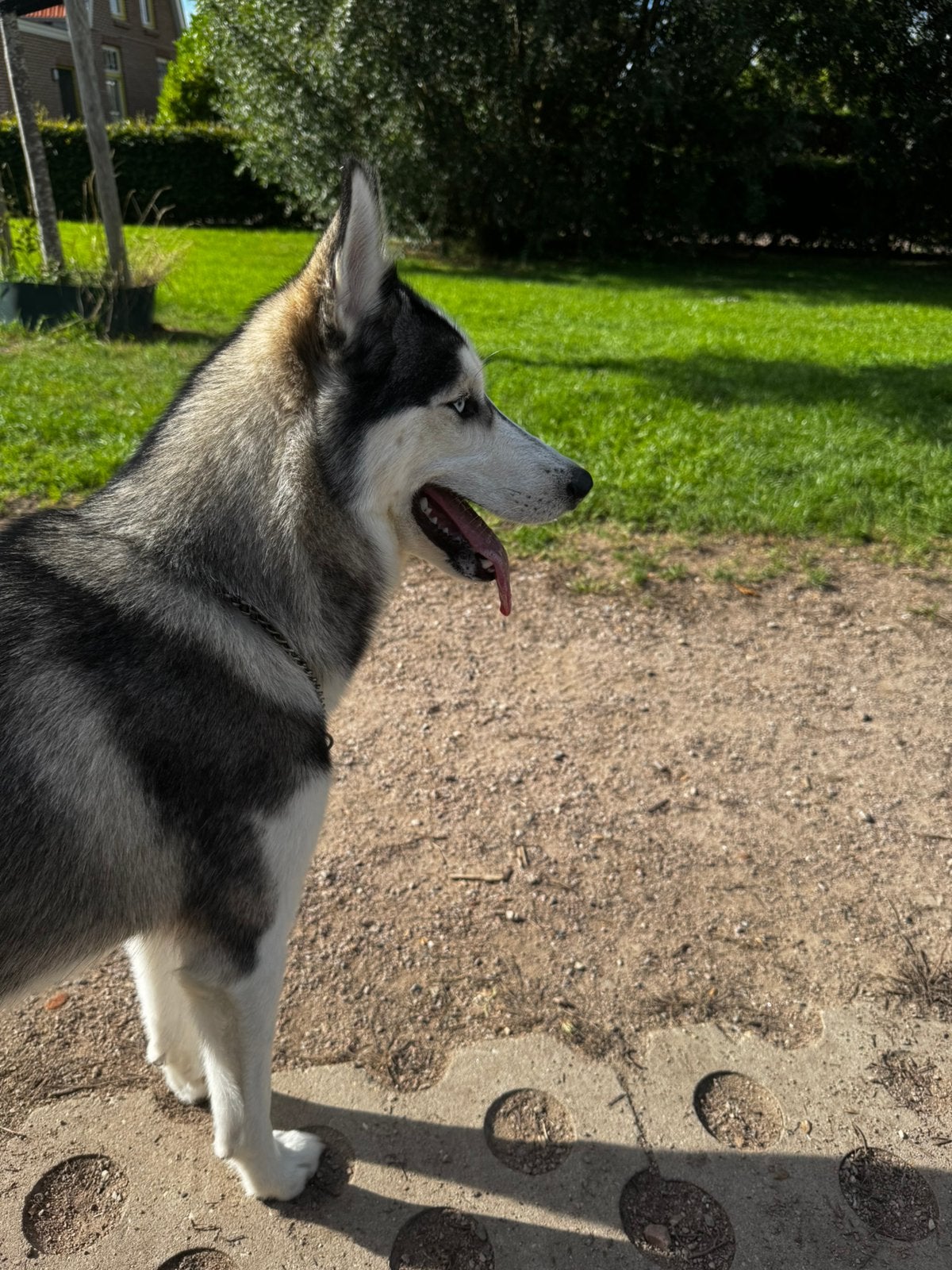 Husky reu, Dieren en Toebehoren, Reu, CDV (hondenziekte), 1 tot 2 jaar, Poolhond