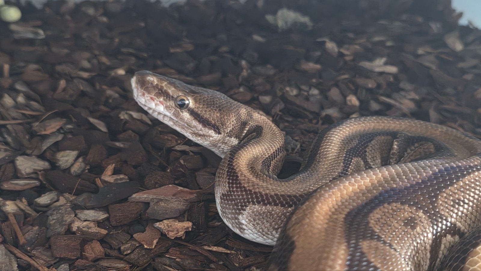 KoningsPython Hidden Gene Woma vrouw Ball Python - female for sale from E. Heuperman