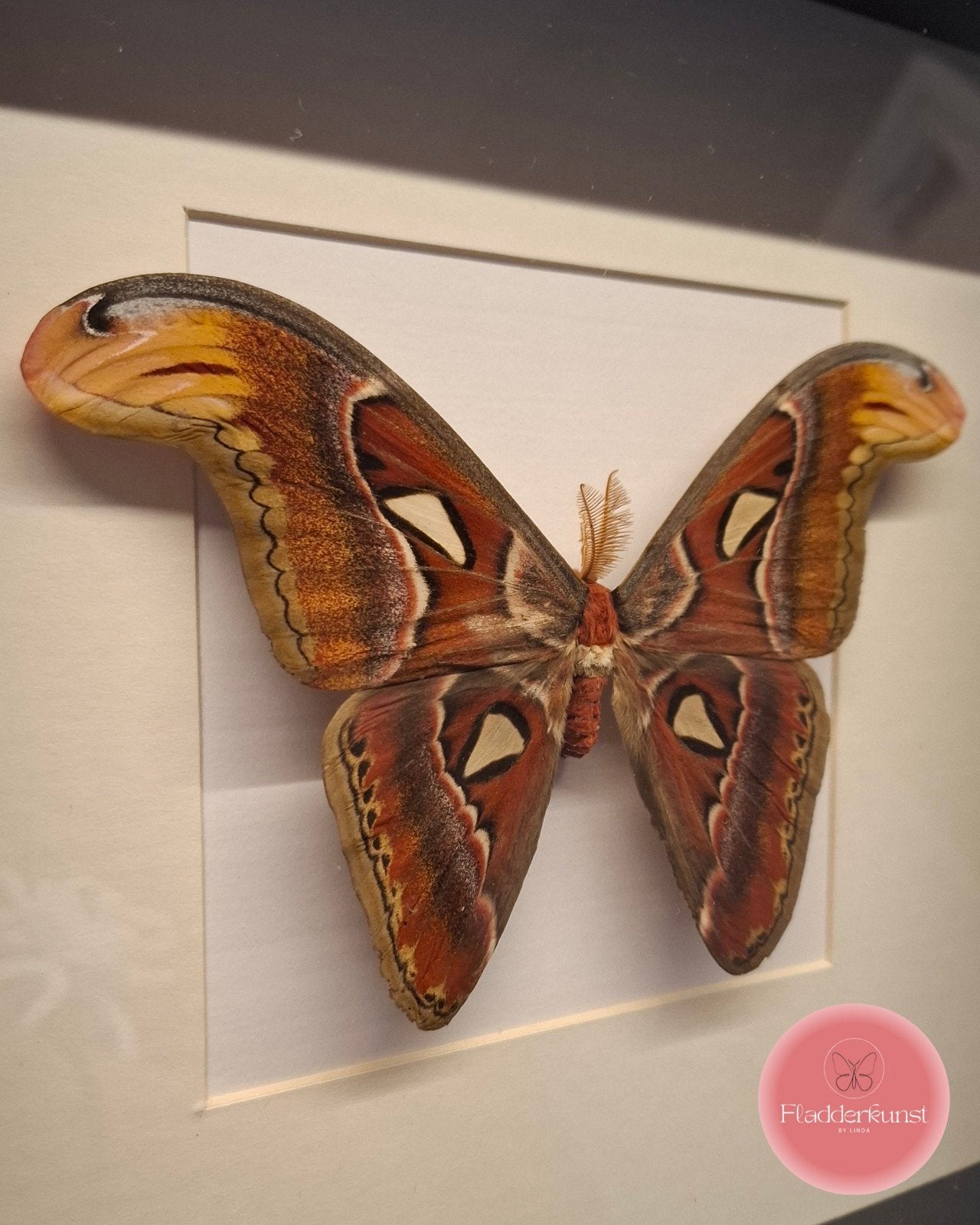Attacus atlas - vlinder in zwarte lijst, Ophalen of Verzenden, Nieuw, Insect, Opgezet dier