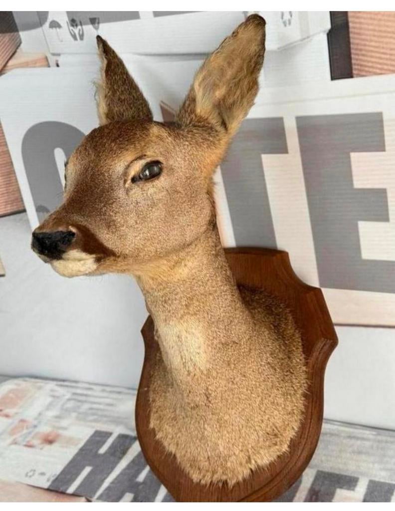 Taxidermie mooie Opgezette Ree kop - Capreolus wandmontage, Verzamelen, Ophalen of Verzenden, Zo goed als nieuw, Hert, Gewei of Kop