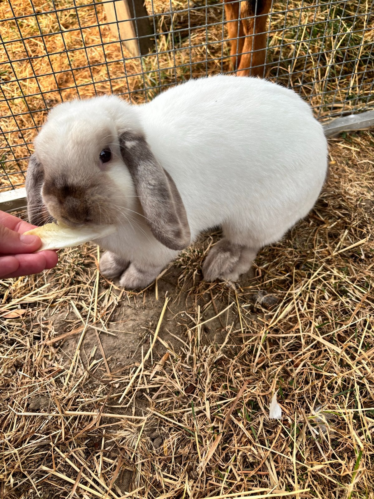 Super lief en tam hangoor konijn, Dieren en Toebehoren, Konijnen, Mannelijk, Dwerg, Hangoor