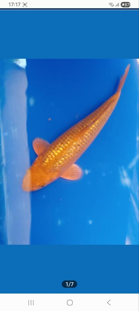 Ginrin chagoi, Karper of Koi