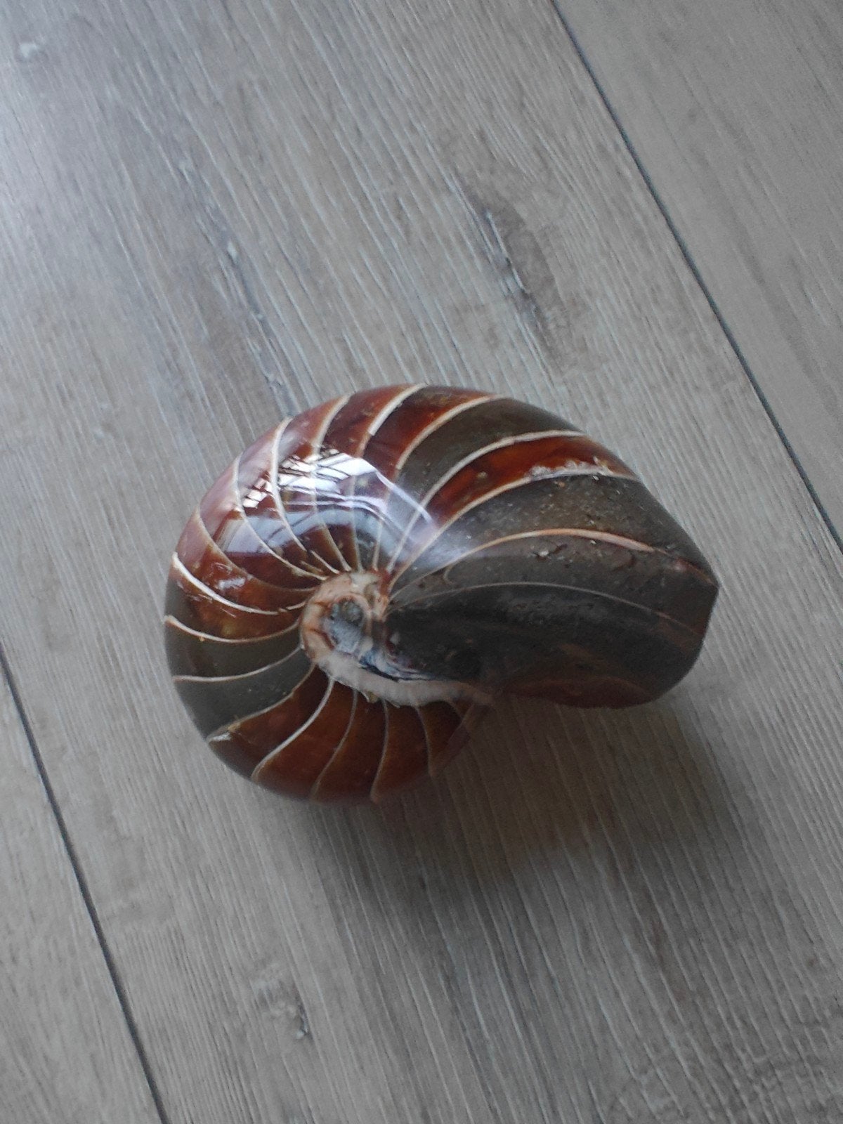 Prachtige gepolijste Nautilus schelp, Verzamelen, Mineralen en Fossielen, Ophalen of Verzenden, Schelp(en)