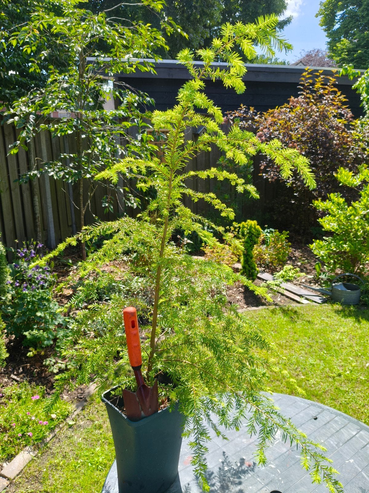 Canadese hemlock, 100 tot 250 cm, Volle zon, In pot, Overige soorten