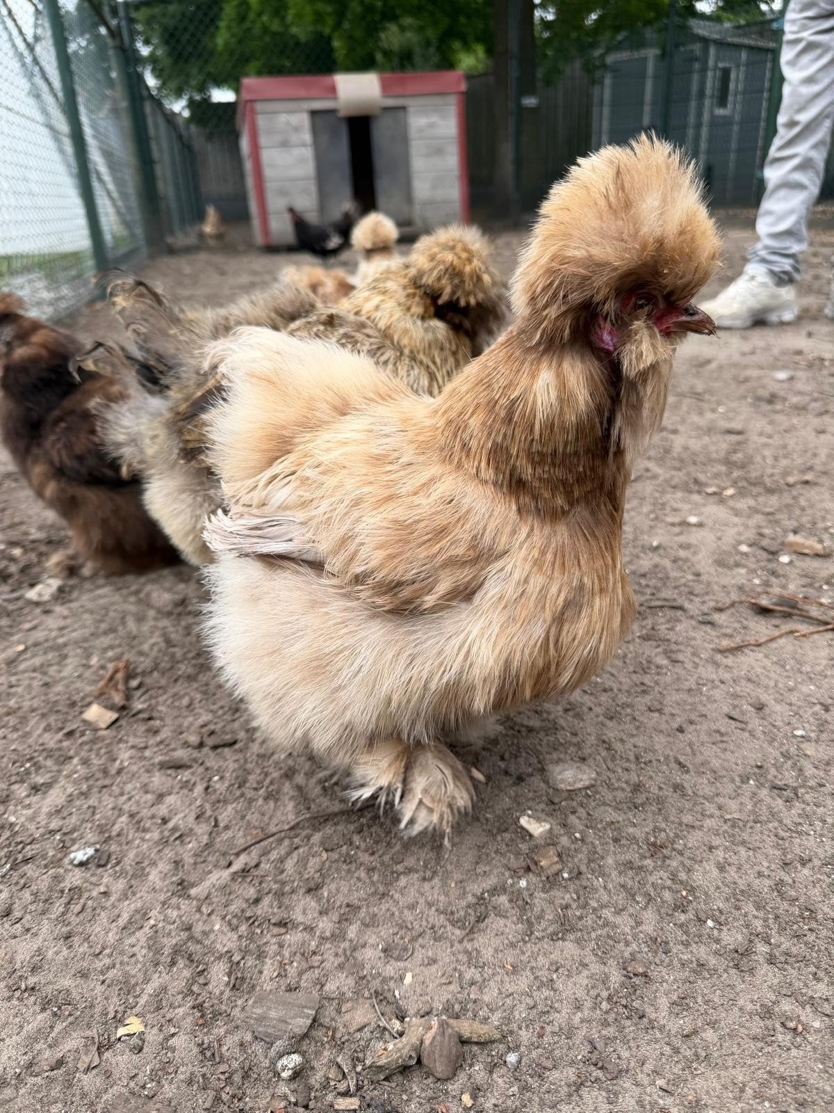 zijdehoender hennen, Dieren en Toebehoren, Pluimvee, Vrouwelijk, Kip