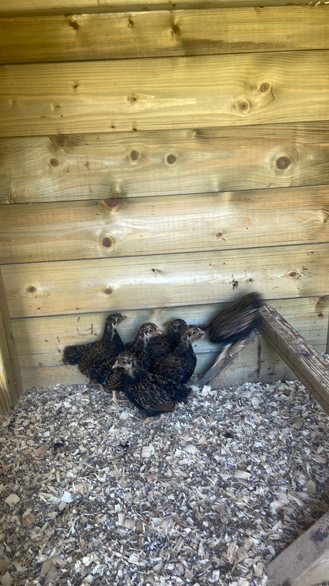 Barnevelder kriel hennentjes goud dubbel gezoomd., Dieren en Toebehoren, Vrouwelijk, Kip