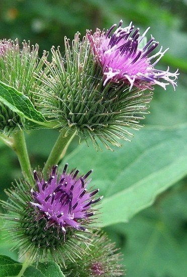 Zaden Arctium lappa, Ophalen of Verzenden, Zaad
