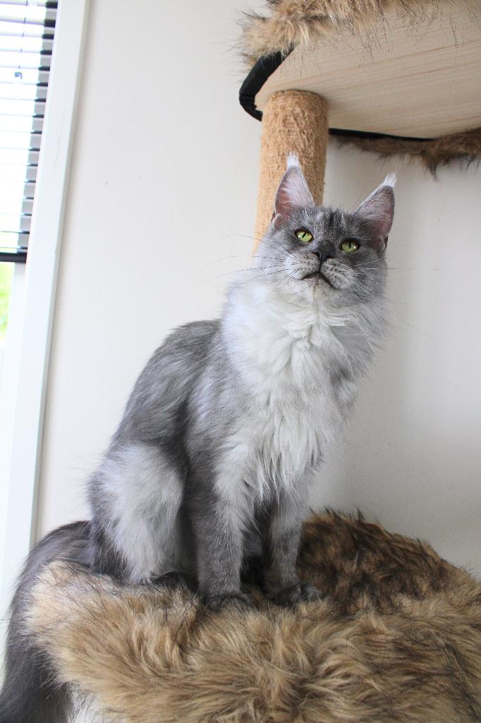 Maine Coon Blue Smoke Fok of Liefheb, Poes, Met stamboom, 0 tot 2 jaar