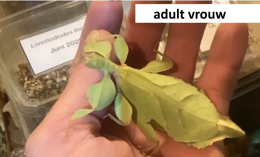 Koppeltjes Phyllium mabantai, Wandelende tak
