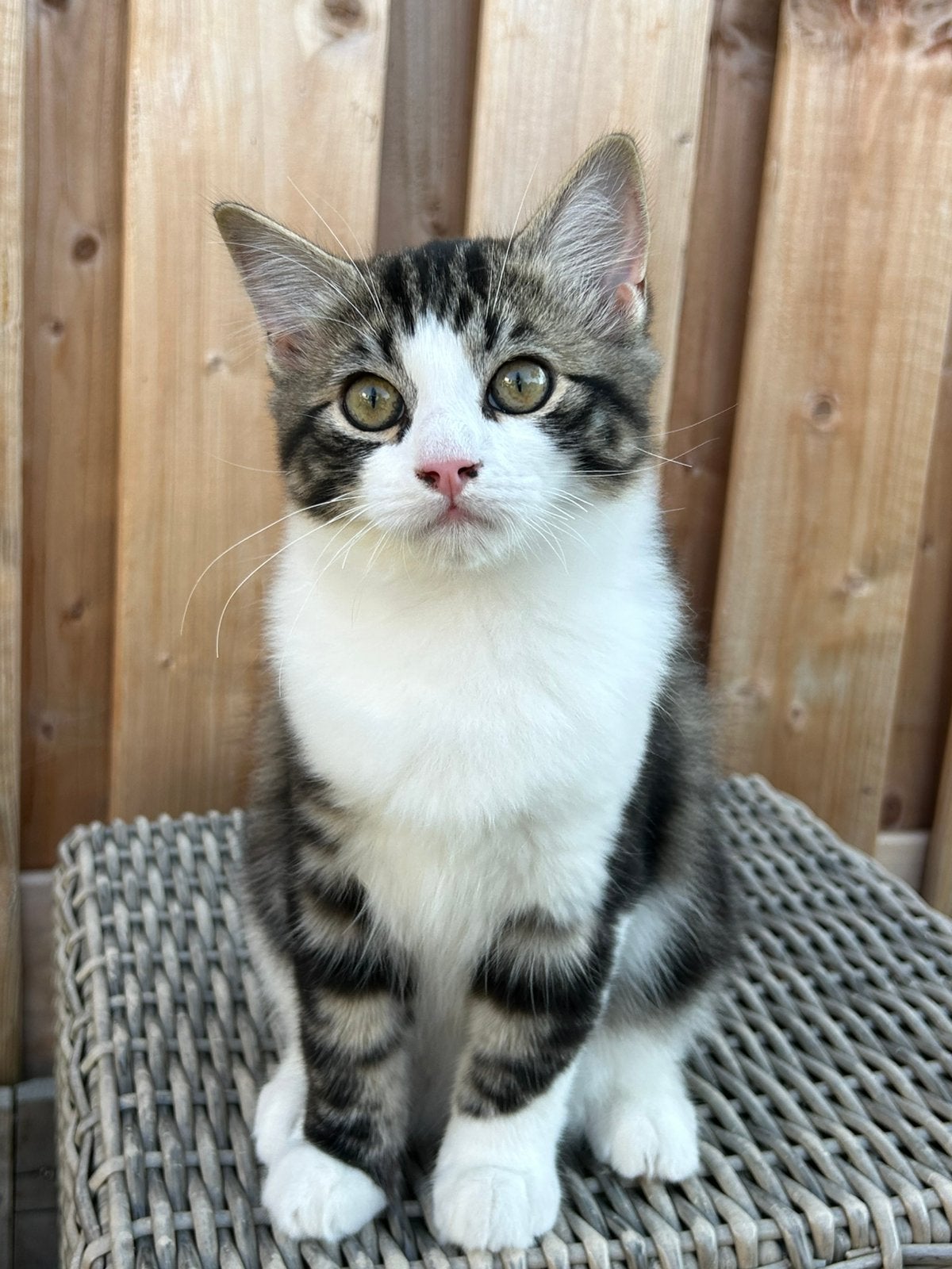 Laatste Ragdoll katertje mag verhuizen, Kater, Met stamboom, 0 tot 2 jaar