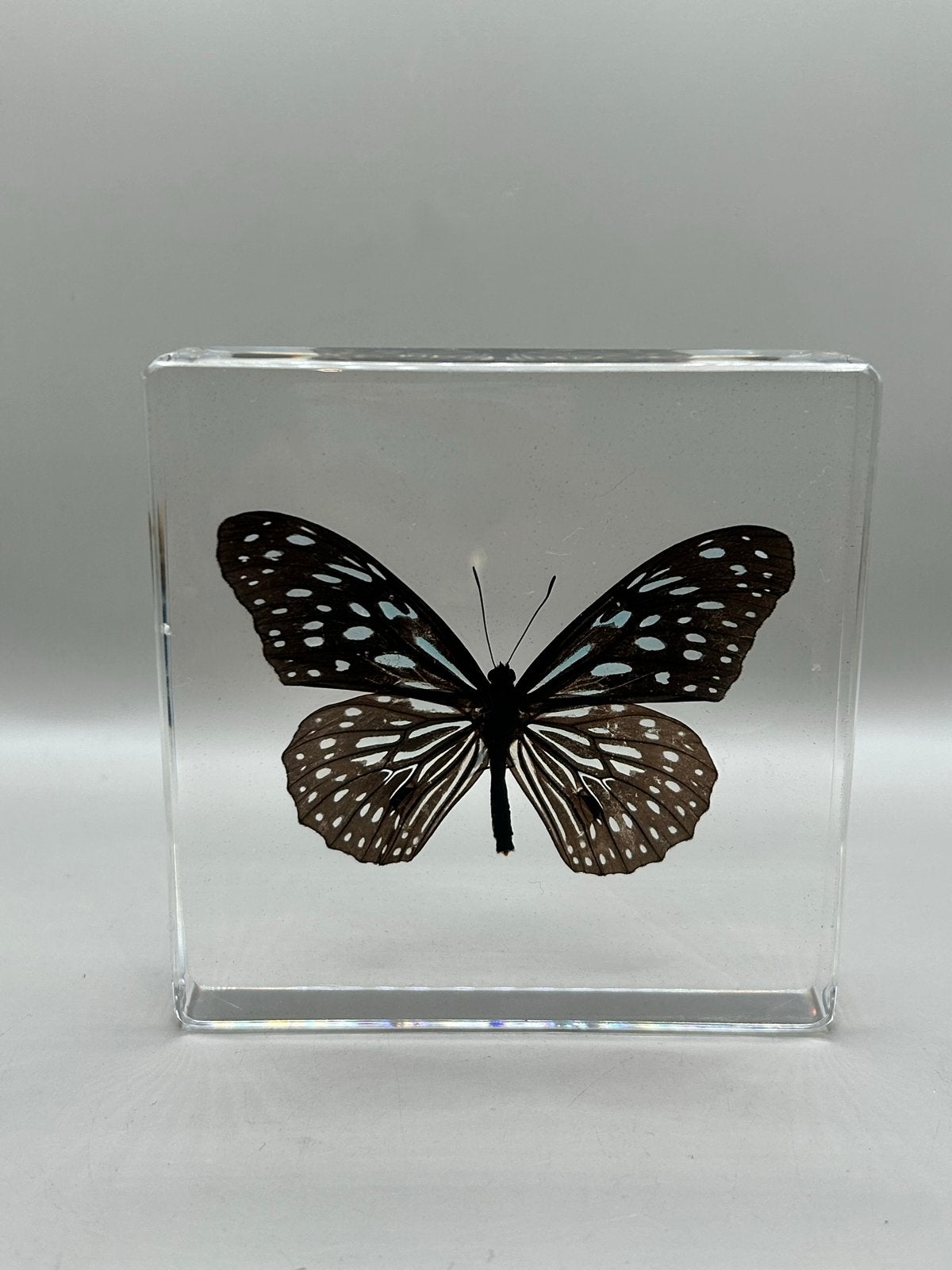 Magische Vlinder in Epoxy - Uniek Decoratiestuk, Ophalen of Verzenden, Nieuw, Insect, Overige typen