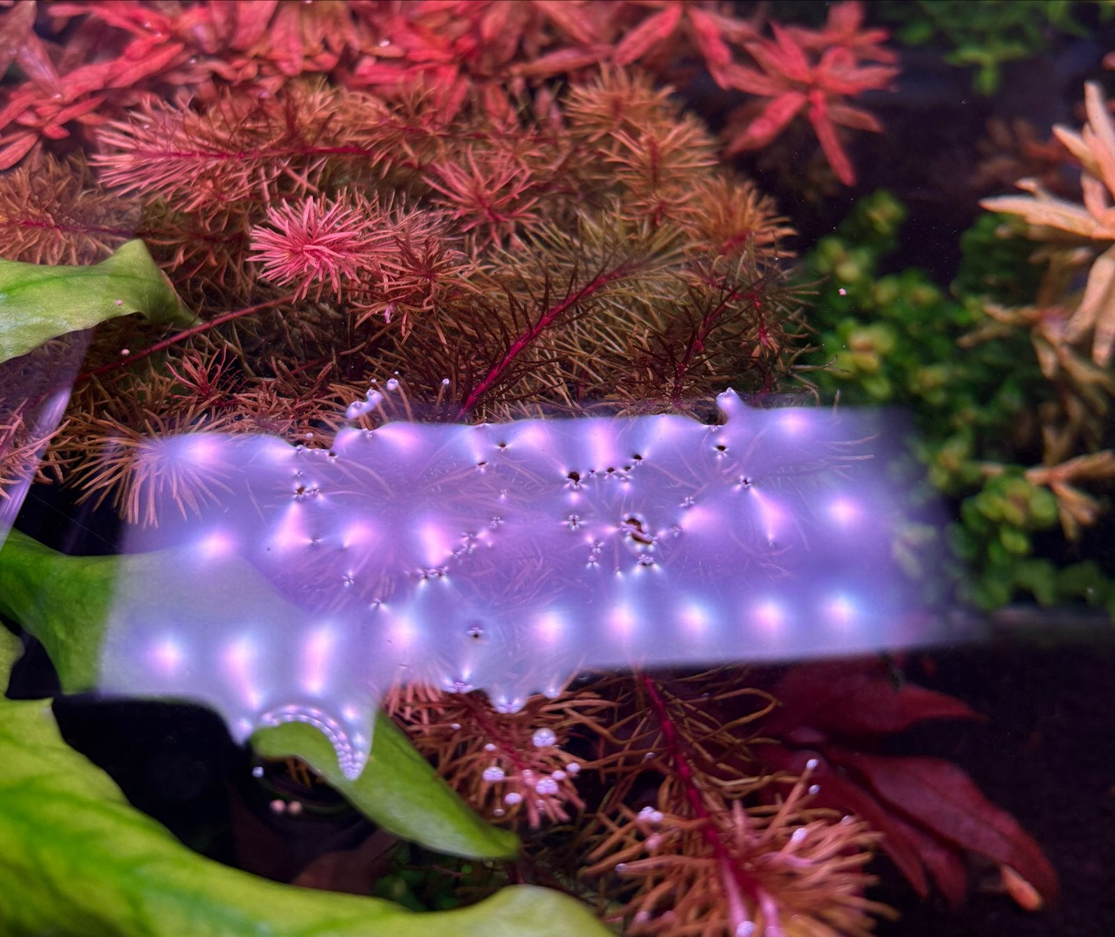 Rotala sp. Cambodia, Dieren en Toebehoren, Vissen | Aquaria en Toebehoren, Ophalen of Verzenden, Nieuw, Plant(en), Steen of Hout