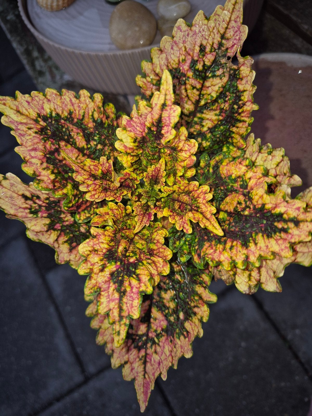 coleus siernetel stekjes, Ophalen of Verzenden, Halfschaduw, Minder dan 100 cm