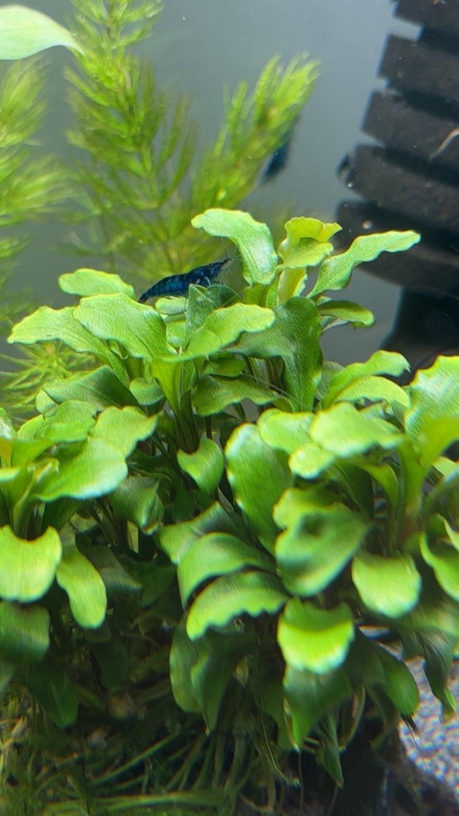 Blue Dream/Velvet/Jelly Garnalen, Dieren en Toebehoren, Vissen | Aquariumvissen, Kreeft, Krab of Garnaal, Zoetwatervis