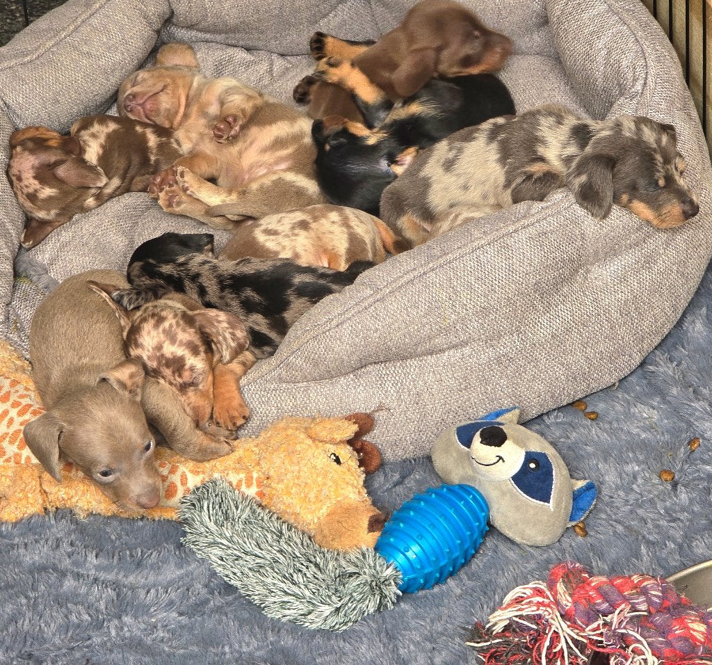 Dwerg korthaar teckel puppies, Parvo, Reu, 8 tot 15 weken, Korthaar