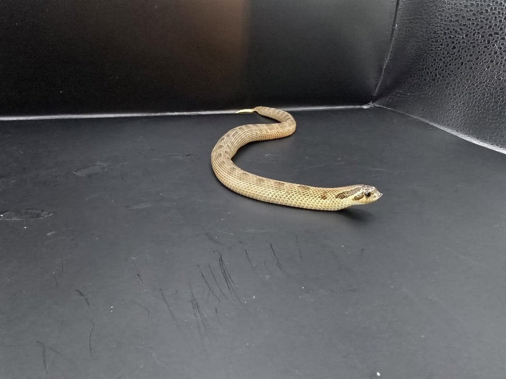 heterodon nasicus (haakneus) Hognose Snake photo 6