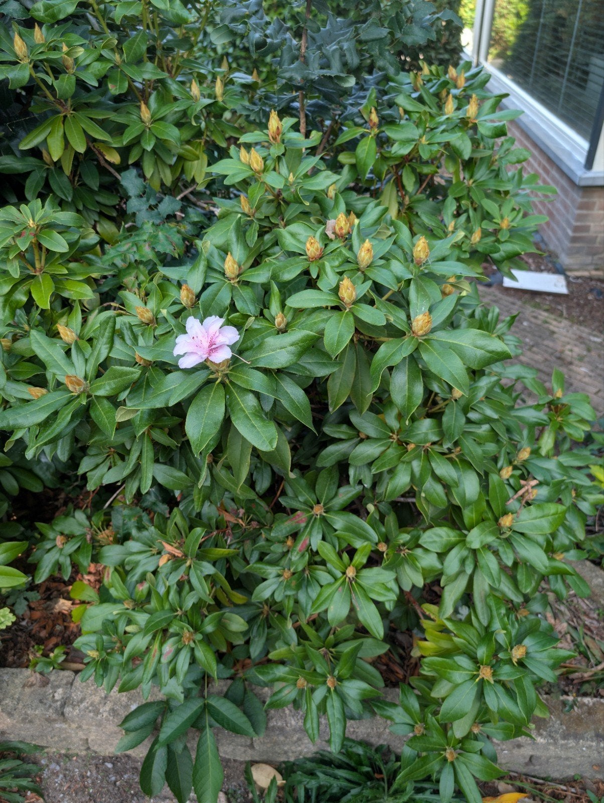 Rhododendron met lichtroze bloem en knoppen, Tuin en Terras, Ophalen, Overige soorten, Halfschaduw