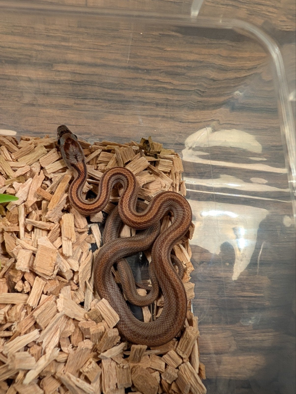 Super mooie korenslangen (genen bommetjes) Corn Snake photo 15