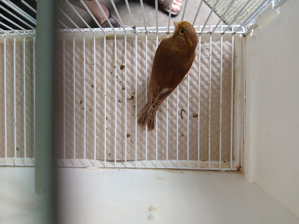 bruin split pastel, Dieren en Toebehoren, Vogels | Kanaries, Mannelijk, Kleurkanarie