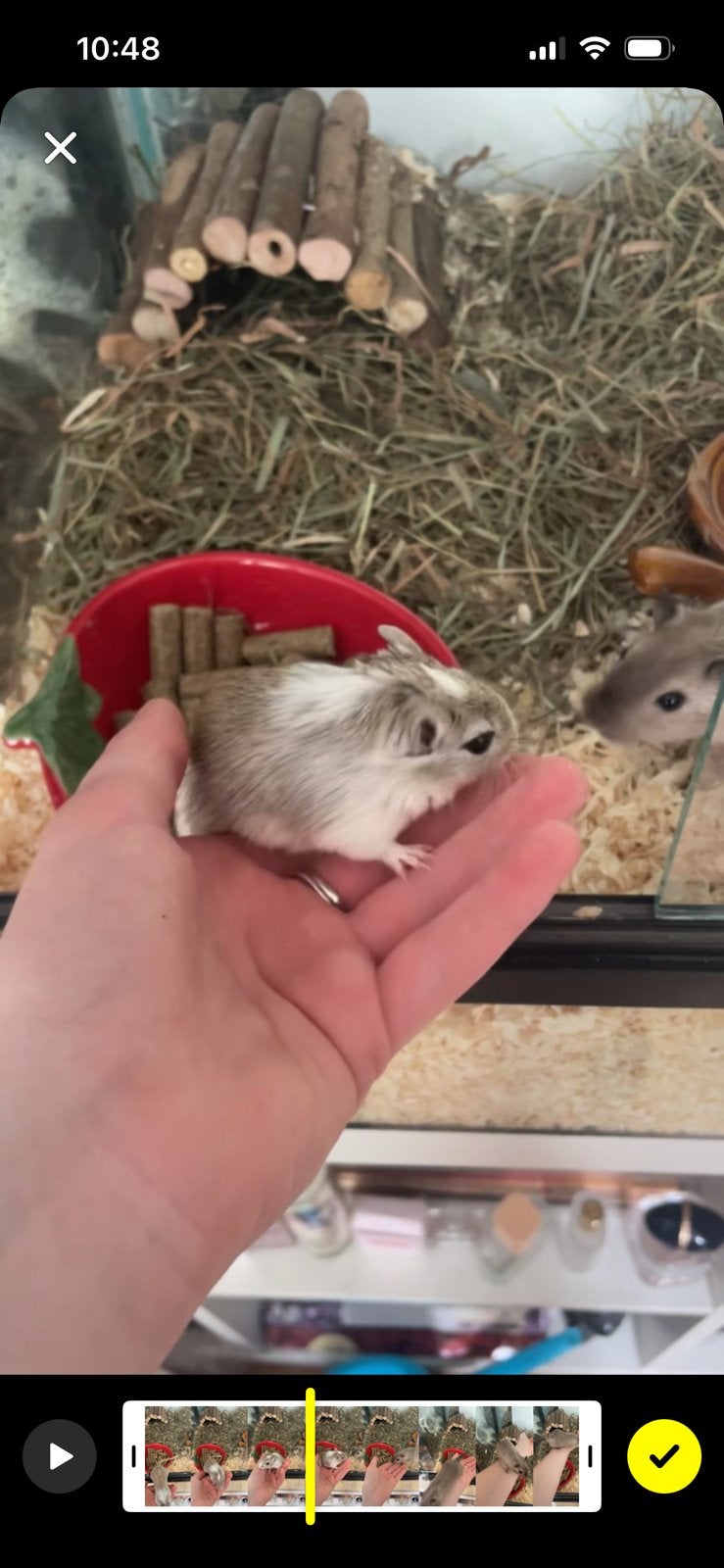 Gerbil vrouwtjes + hokken (lees beschrijving), Dieren en Toebehoren, Knaagdieren, Juni, Vrouwelijk, Overige typen, Tam