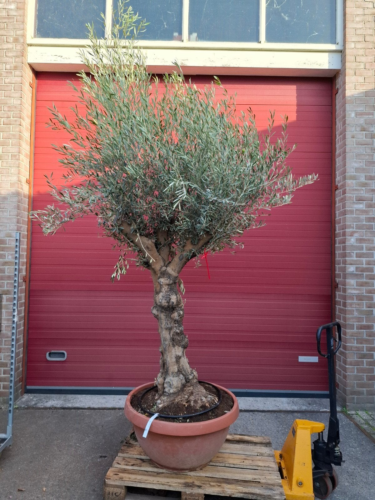 zeer exclusive oude olijfbomen nee spotgoedkoop, Volle zon, Ophalen of Verzenden, 100 tot 250 cm, Olijfboom