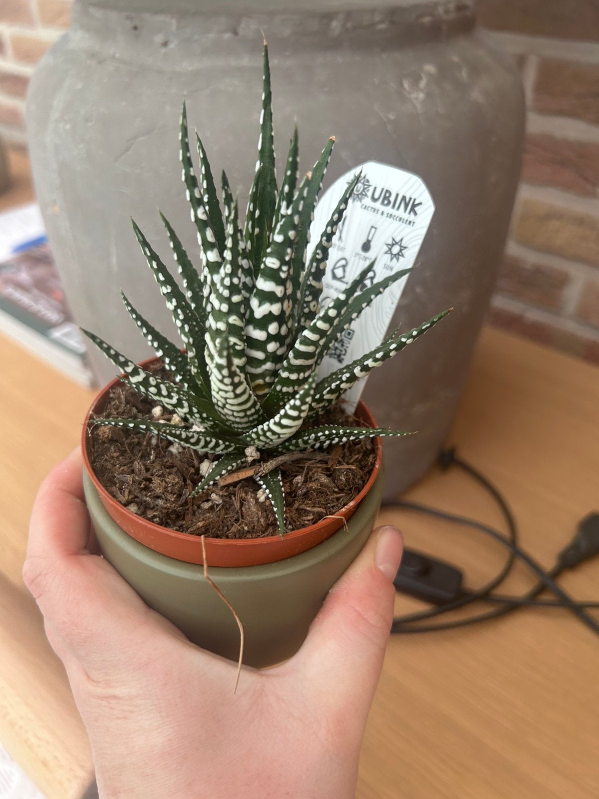 Leuke zebra cactus met potje, Ophalen, Minder dan 100 cm, In pot, Cactus