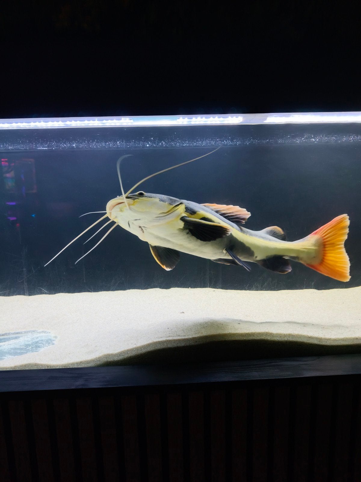 Amerikaanse roodstaart catfish, Dieren en Toebehoren, Vis