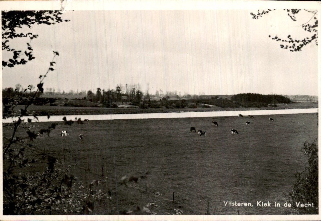 Vilsteren - Kiek in de Vecht - Koeien in wei, Ophalen of Verzenden, 1940 tot 1960, Gelopen, Overijssel