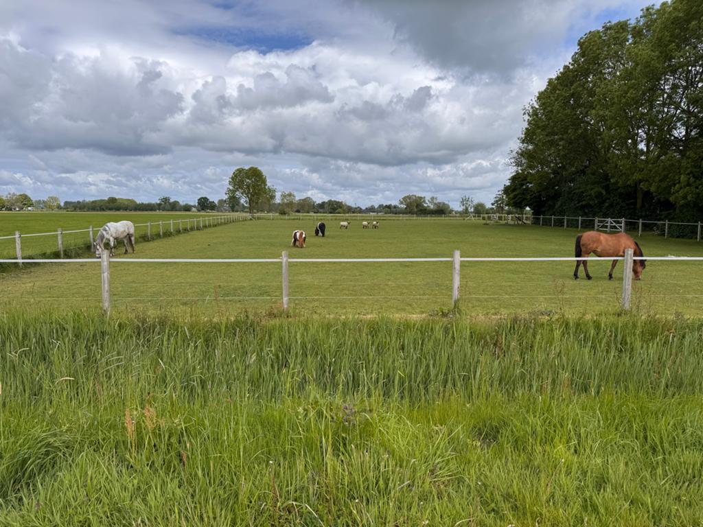 PRE ruin - coachpaard - weidemaatje, Dieren en Toebehoren, Paarden, Ruin, Niet van toepassing, 7 tot 10 jaar, 160 tot 165 cm
