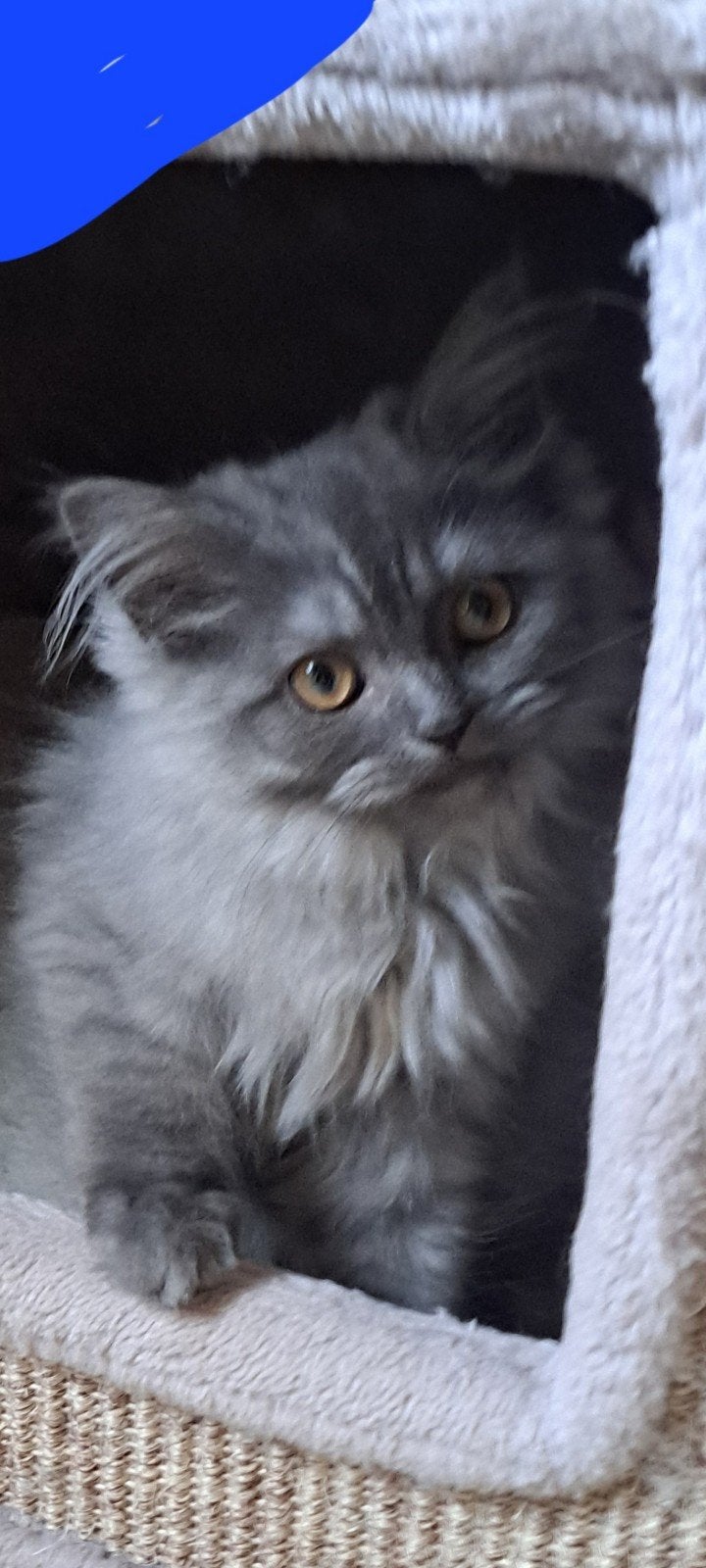 Lieve maine coon kittens (KATERTJES), Dieren en Toebehoren, Katten en Kittens | Raskatten | Langhaar, Meerdere dieren, Ontwormd