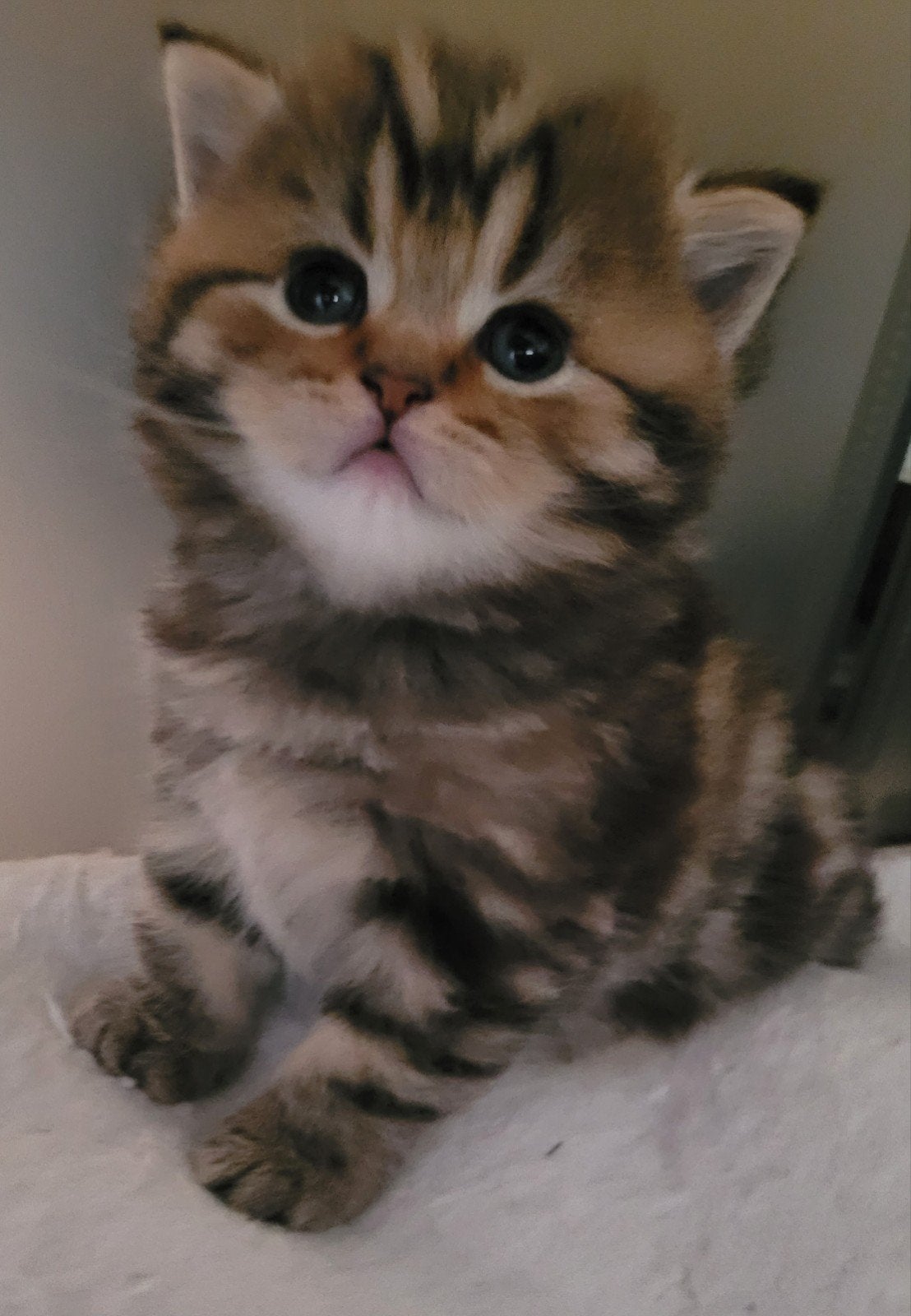 Britse langhaar en korthaar 😍😍, Meerdere dieren, Ontwormd