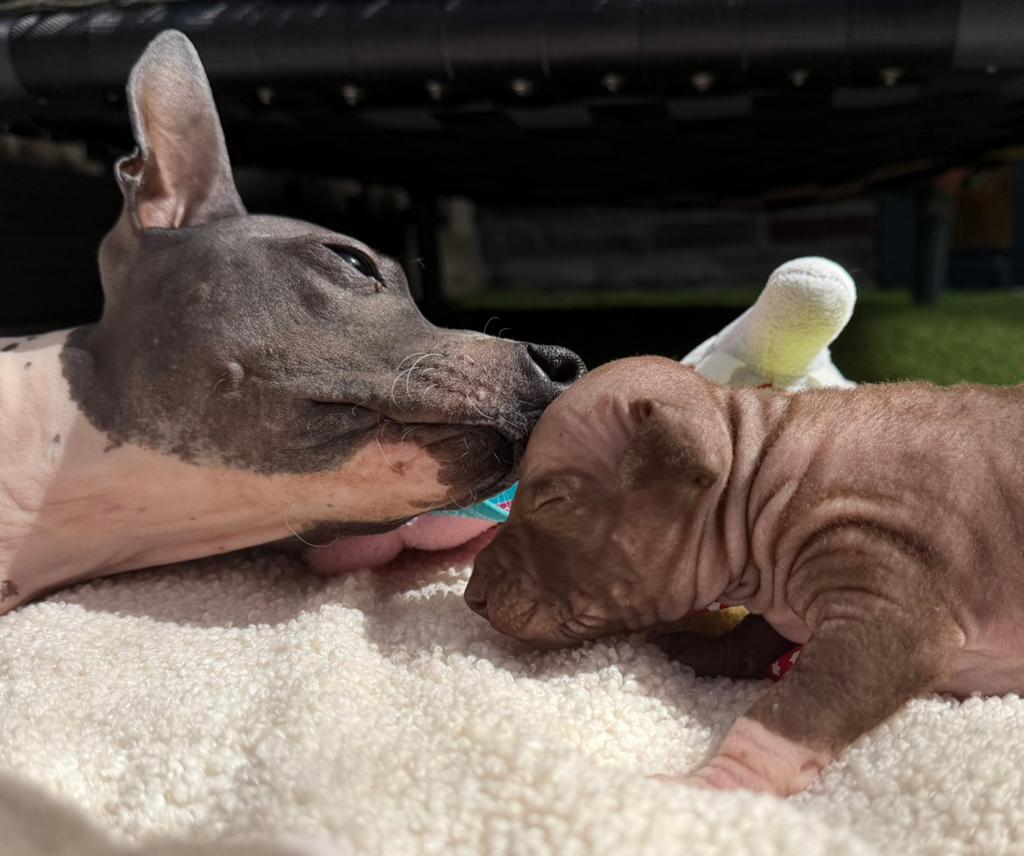 American hairless terrier / amerikaanse naakthond, Parvo, Overige rassen, 8 tot 15 weken, Meerdere