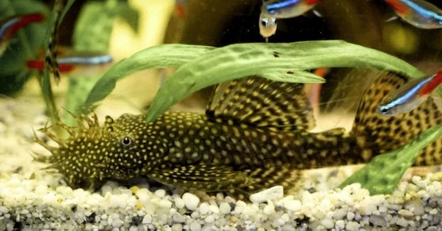 Ancistrus dolichopterus - Borstelneus aangeboden, Vis, Zoetwatervis