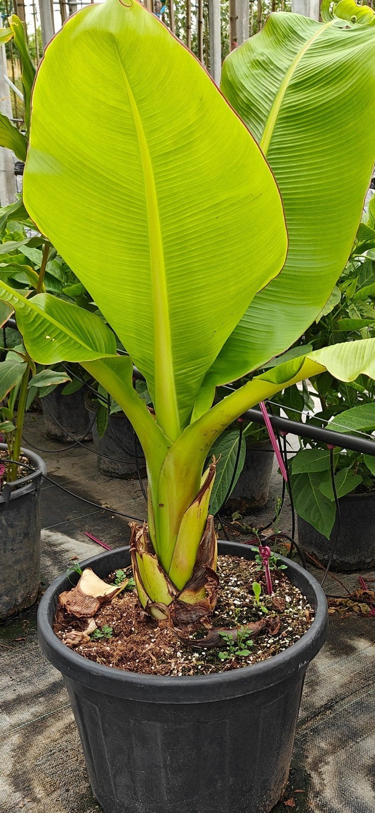 Ensete ventricosum, Overige soorten, 100 tot 250 cm, Zomer, Ophalen