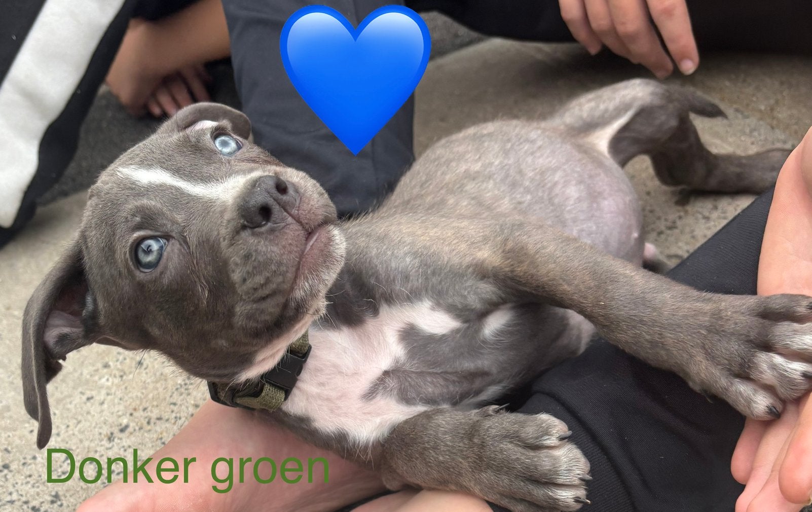 Puppies 10 weken oud! Mogen verhuizen!, 8 tot 15 weken, Groot, Meerdere, Meerdere dieren