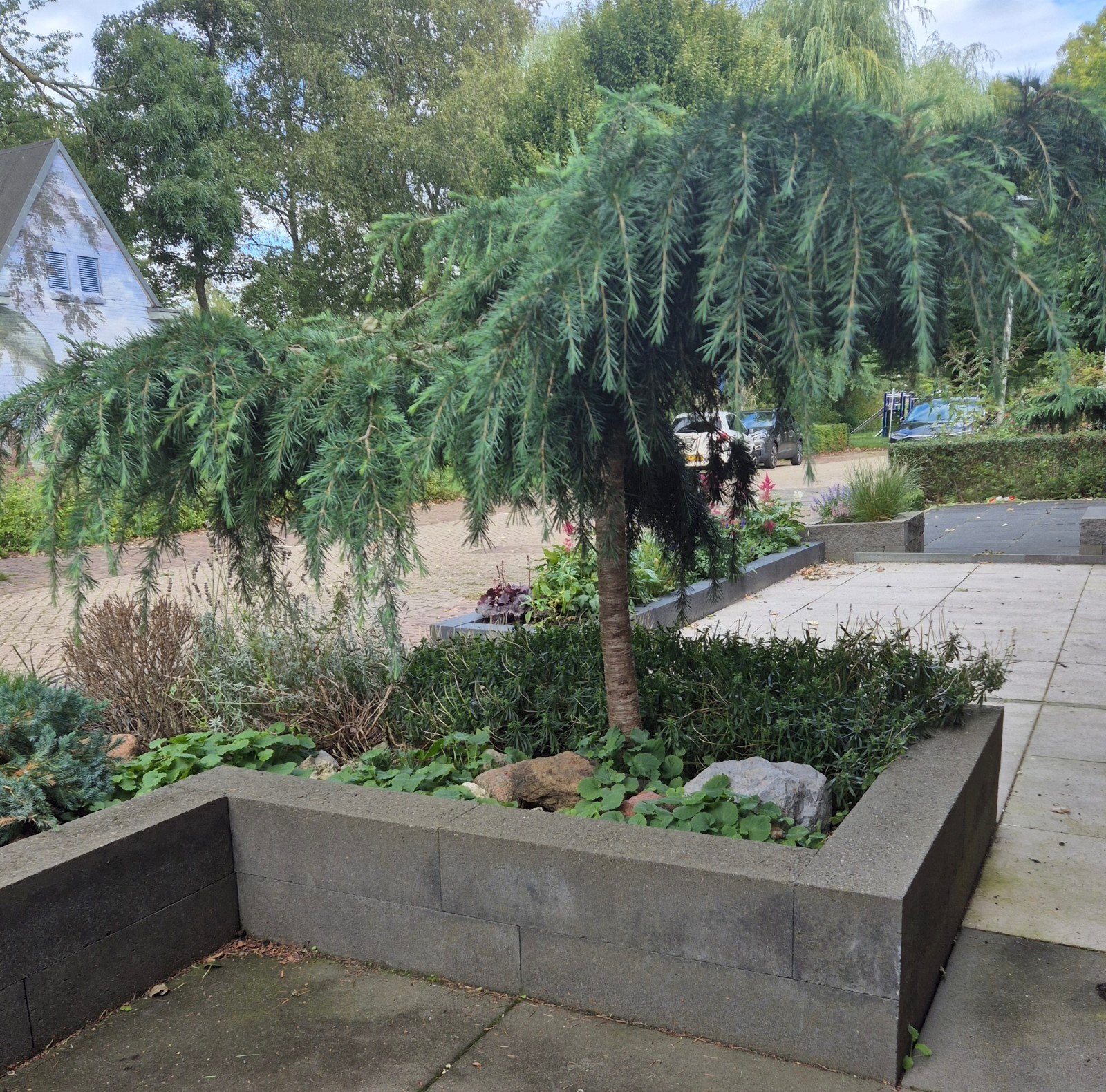 Blauwe Ceder (Cedrus Atlantica Glauca Pendula), Ophalen, Overige soorten, Volle zon, In pot