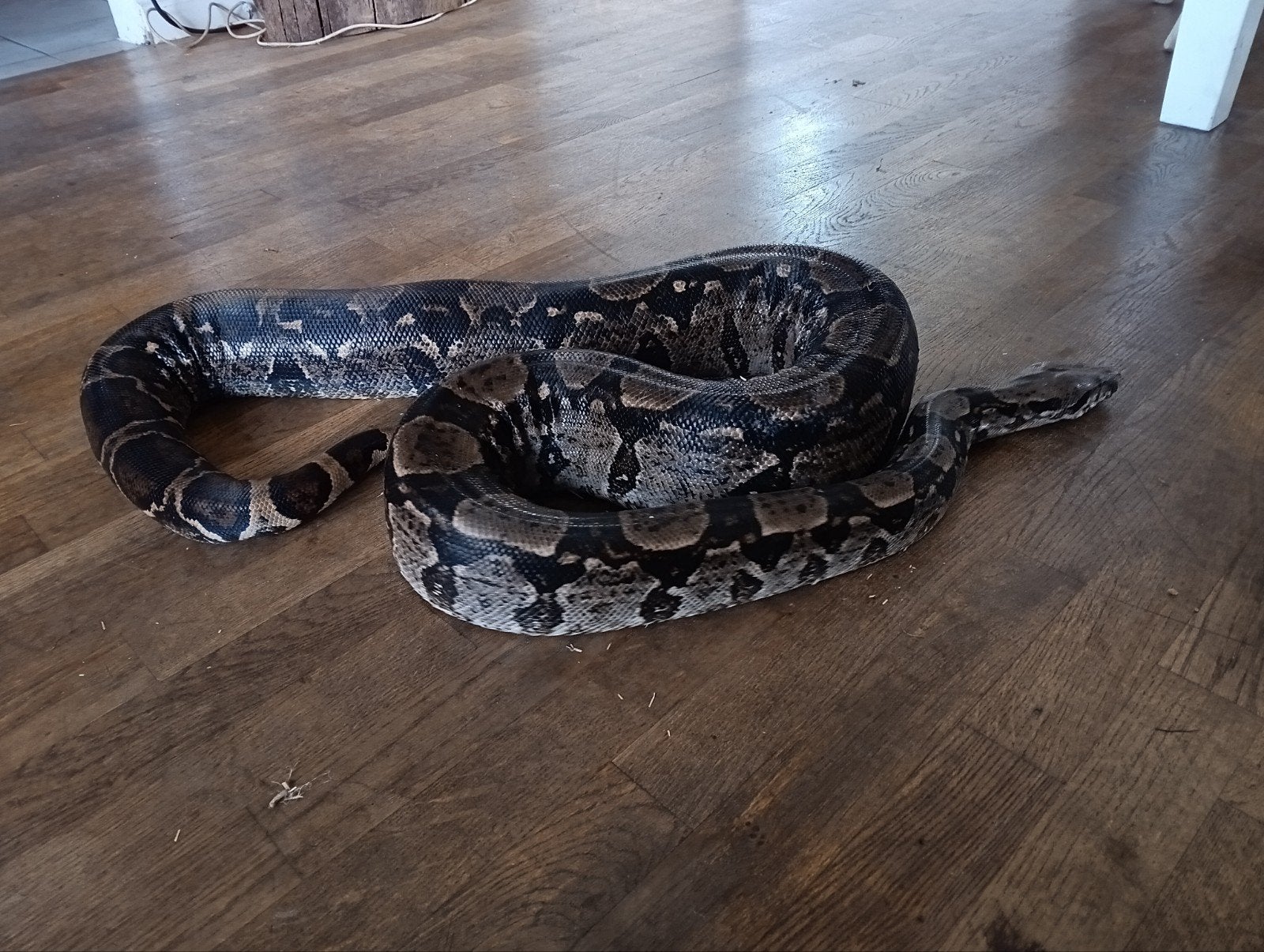 grote boa constrictor, evt met terrarium, complete hobby. Boa Constrictor - unknown for sale from JRR