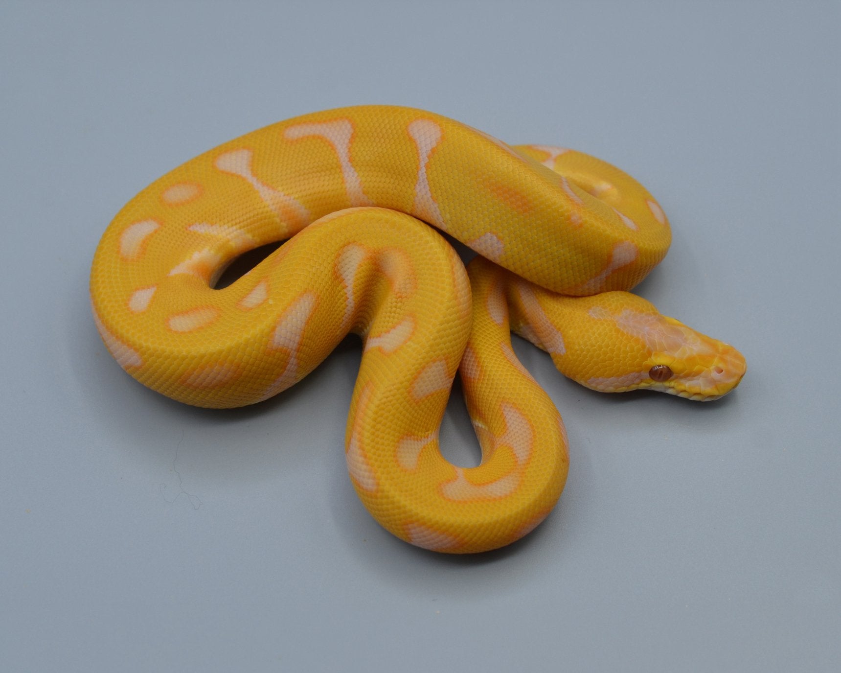 Verschillende Python Regius, Slang, Tam, 0 tot 2 jaar
