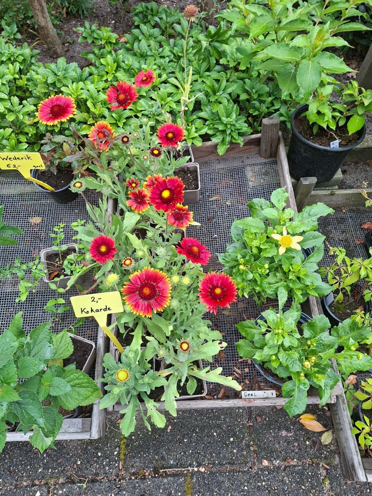 Diverse tuinplanten te koop, Tuin en Terras, Ophalen