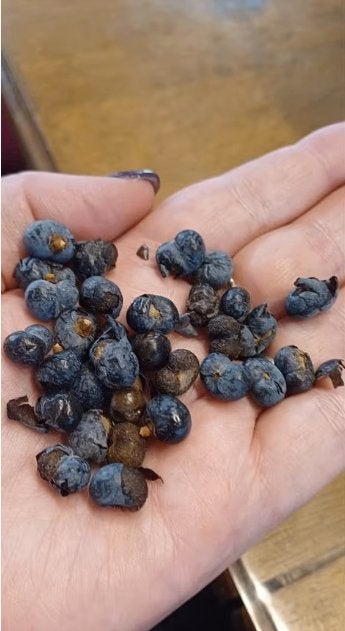 Trachycarpus fortunei zaadjes, palmboom, Ophalen of Verzenden, Gehele jaar, Volle zon