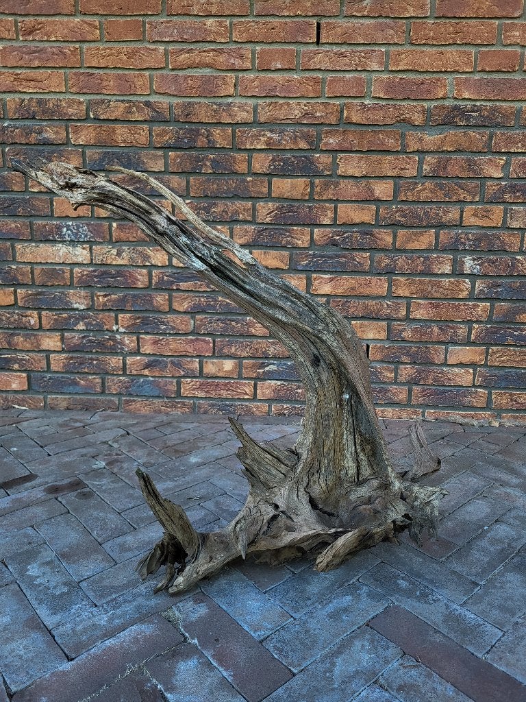 Groot kienhout, Ophalen, Gebruikt, Plant(en), Steen of Hout